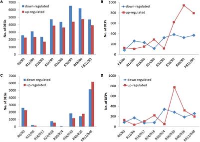 Integrated Transcriptomic and Proteomic Analyses Uncover the Regulatory Mechanisms of Myricaria laxiflora Under Flooding Stress